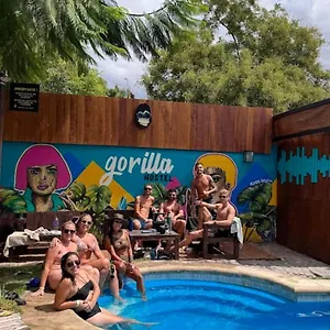 Gorilla Auberge de jeunesse